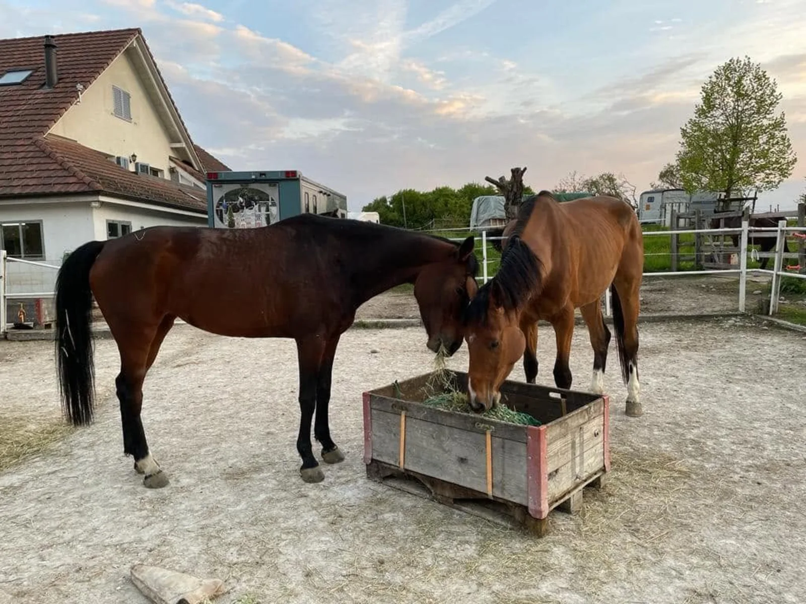 Pferde auf dem Paddock – Team Steffen Zwei braune Pferde fressen Heu aus einer Raufe auf dem Paddock in der Abenddämmerung