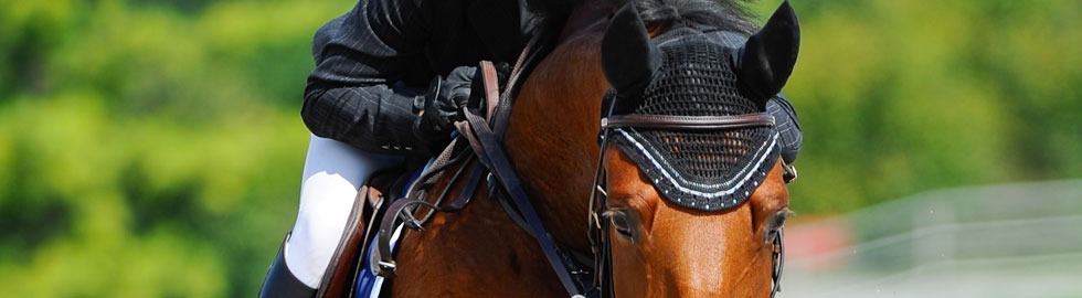 Springreiterin mit Pferd im Galopp vor grüner Kulisse