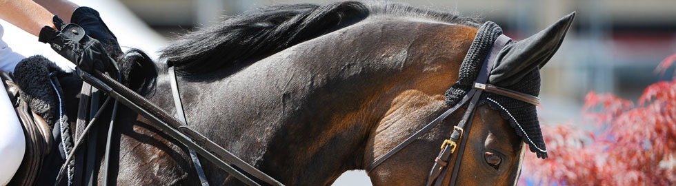Kopf eines gezäumten Pferdes am Turnier – Team Steffen Dulliken