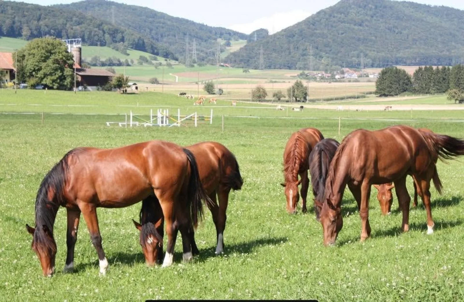 Pferdegruppe auf der Weide